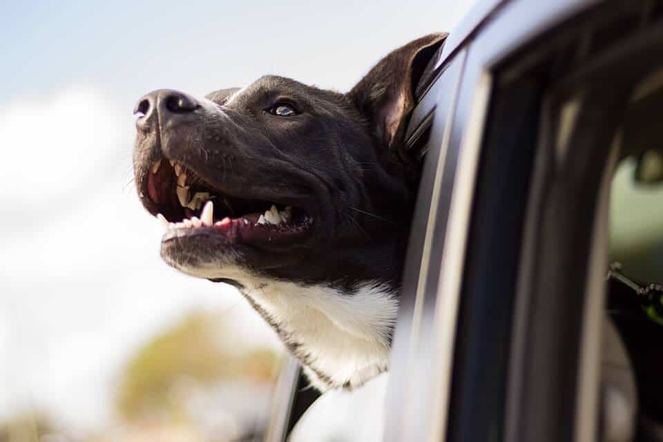 dog with its head out a car window