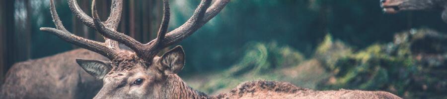 deer and forested backdrop