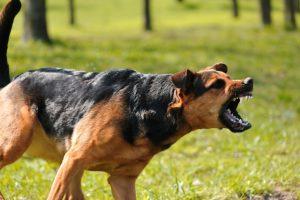 Large aggressive dog barking and showing teeth